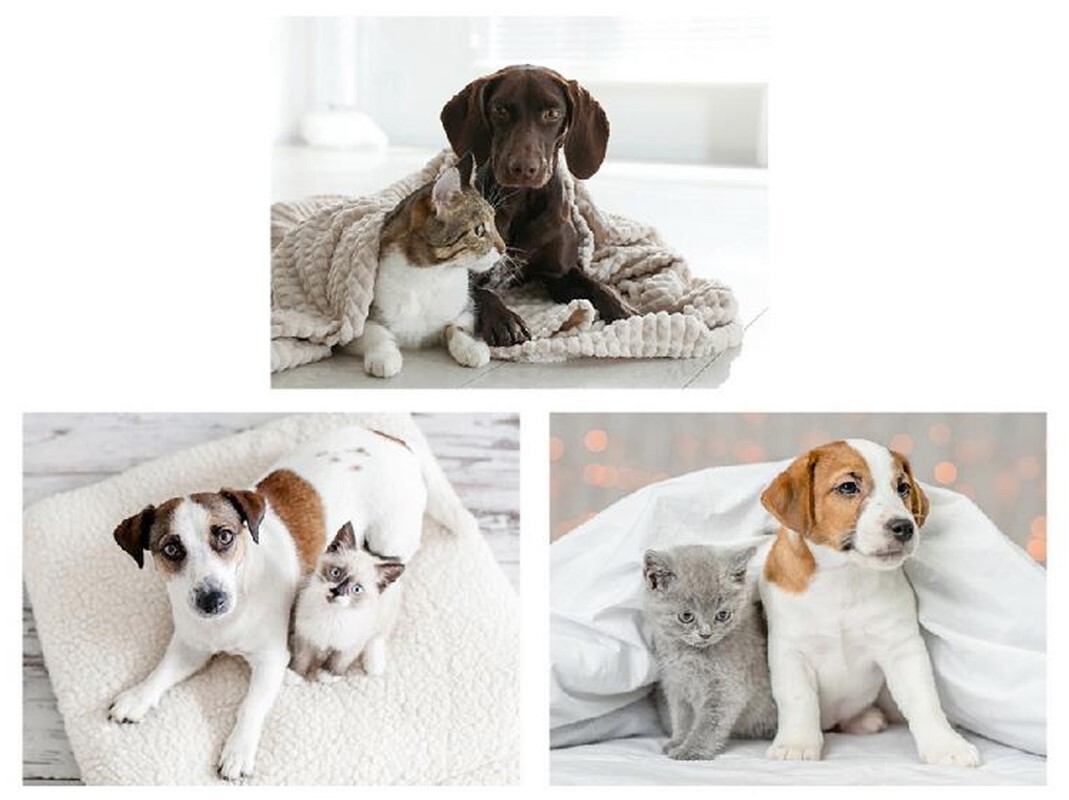 3/s Quadro Gatto e cane Cucina Soggiorno Pittura decorativa replica moderna 30X40X1.5CM